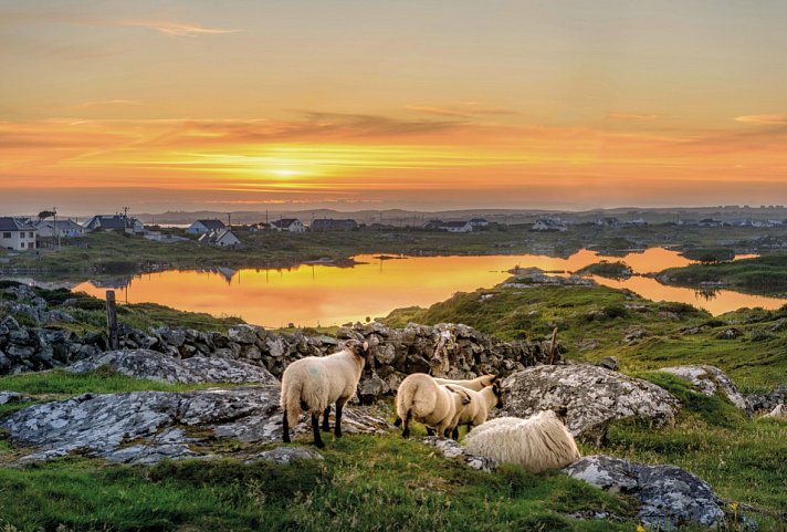 Keltische Schätze Irlands - Schafe im Sonnenuntergang, Connemara