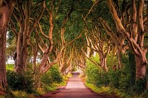 Filmreifes Irland - The Dark Hedges