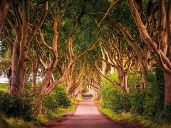 Filmreifes Irland - The Dark Hedges