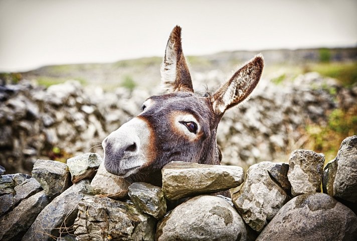 Familienerlebnistour Irland - Aran Islands