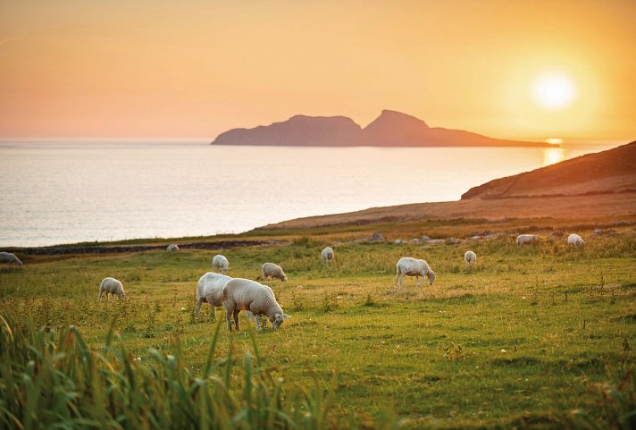 Roadtrip Wild Atlantic Way - Schaf, Skellig Ring