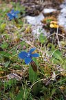 Irlands Gartenträume - Flowers of The Burren