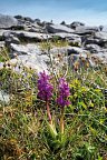 Irlands Gartenträume - Flowers of The Burren