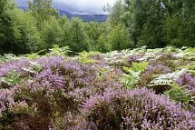 Schottlands klassische Rundreise - Städte, Highlands und die Insel Skye - Heidelandschaft Cairngorm NP