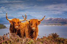 Stippvisite Schottland - Galloway Rinder