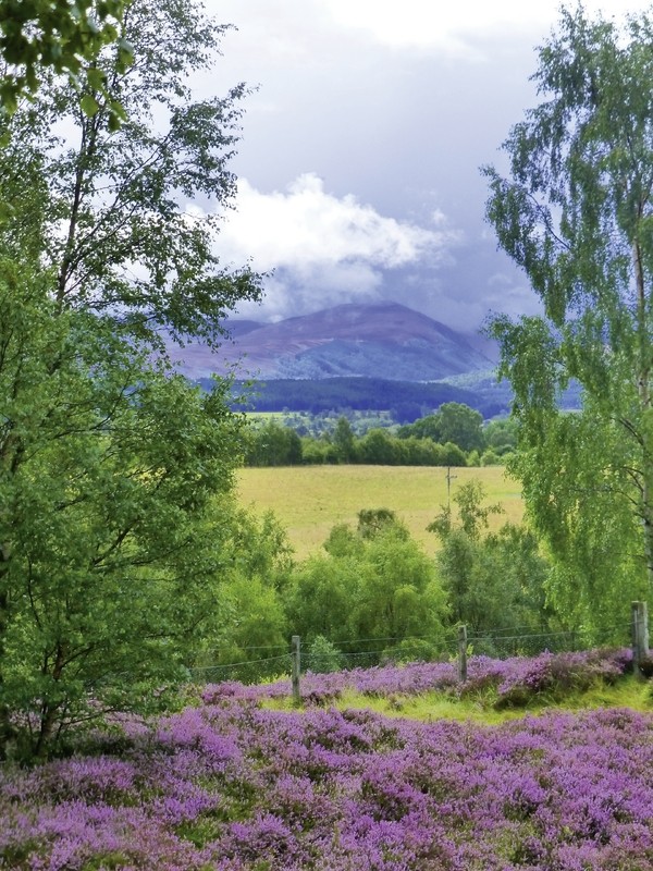 Schottland aktiv erleben - Heidelandschaft Cairngorm NP