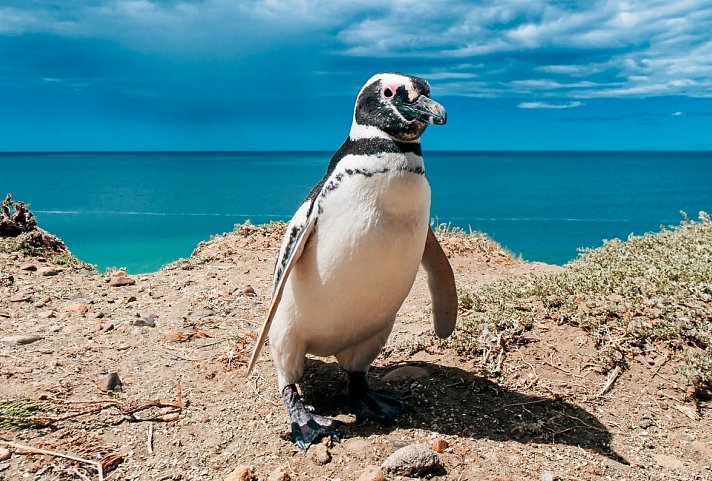 Argentinien auf einen Blick - Pinguin, Peninsula Valdes