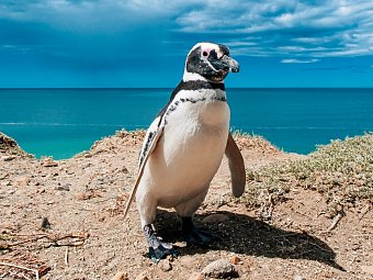 Argentinien auf einen Blick - Pinguin, Peninsula Valdes
