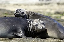 Gletscher, Pampa & Metropolen - Puerto Madryn