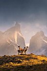 Gletscher, Pampa & Metropolen - Torres del Paine Nationalpark
