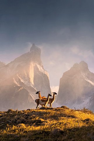 Gletscher, Pampa & Metropolen - Torres del Paine Nationalpark