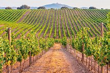 Portugal – Land der reizvollen Kontraste (10 Nächte, inkl. Mietwagen, ab Faro) - Weinberge Alentejo