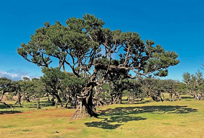 Madeiras Highlights erwandern - Feenwald Fanal