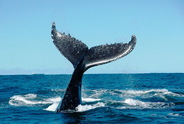 Die besten Seiten von Madeira