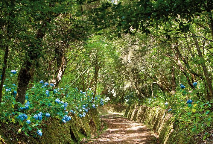 Madeira individuell - der Levada Trek - Levada do Caldeirão Verde