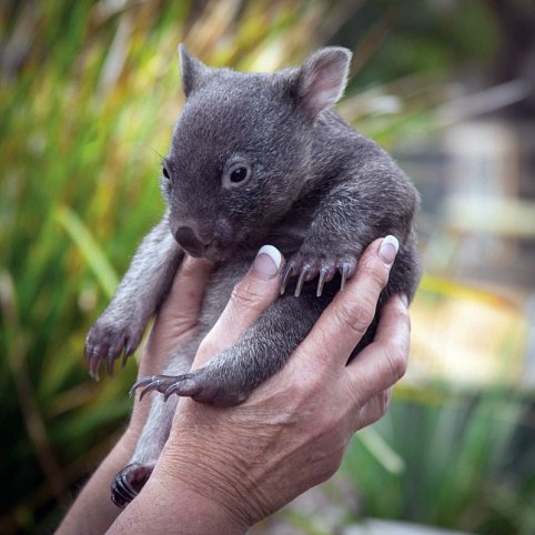 Tasmanien für Genießer - Wombat