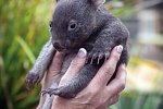 Höhepunkte Tasmaniens Westküste