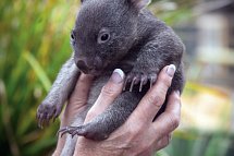 Höhepunkte Tasmaniens Westküste - Wombat
