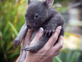 Höhepunkte Tasmaniens Westküste - Wombat