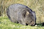 Höhepunkte Tasmaniens Westküste