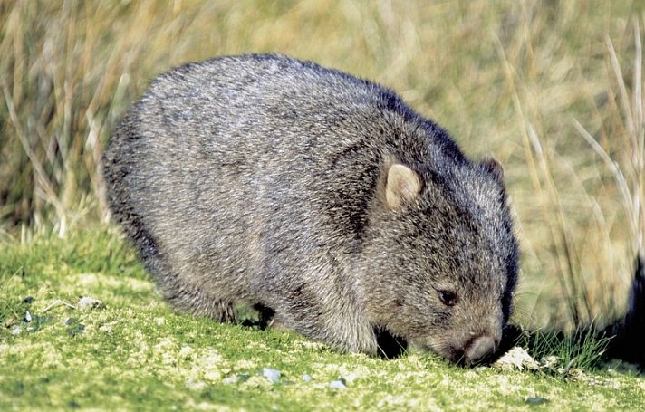 Höhepunkte Tasmaniens Westküste