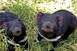 Tasmaniens Wildnis & Wildlife