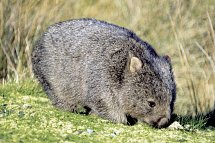 Tasmaniens Wildnis & Wildlife