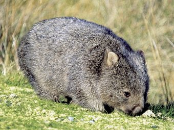 Tasmaniens Wildnis & Wildlife
