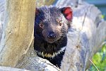 Tasmaniens Wildnis & Wildlife