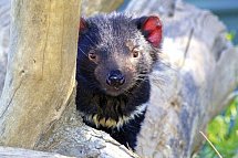 Tasmaniens Wildnis & Wildlife
