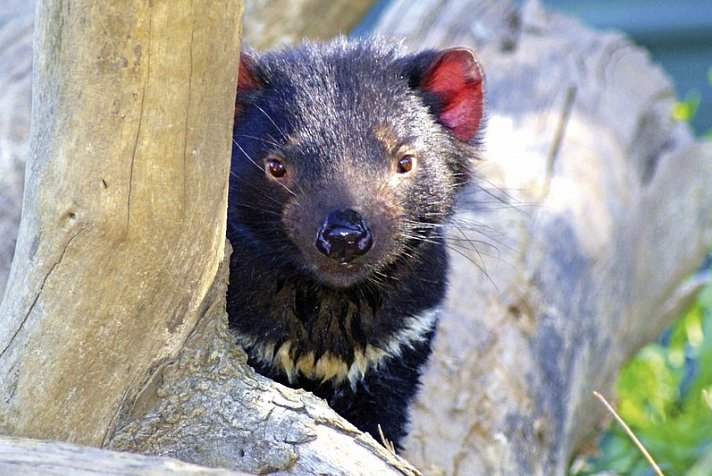 Tasmaniens Wildnis & Wildlife