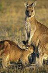 Tasmaniens Wildnis & Wildlife