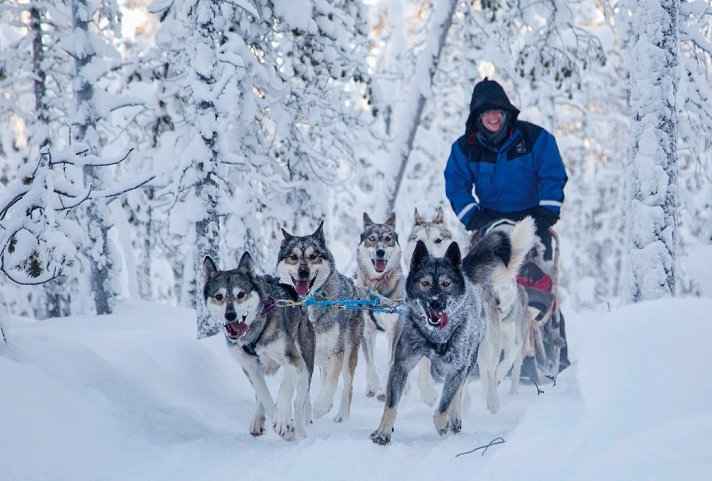 Wintererlebnis Saariselkä - Hundeschlitten-Safari