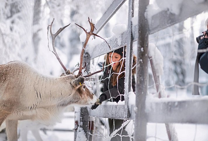 Zu Gast in Lapplands Goldgräberdorf - Rentierfütterung, Tankavaara Gold Village