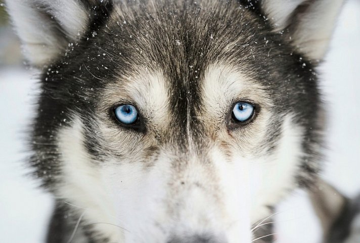 Zu Gast in Lapplands Goldgräberdorf