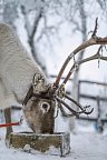 Zu Gast in Lapplands Goldgräberdorf