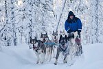 Wildnis unter dem Polarlicht - Inari