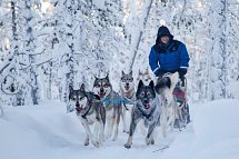 Wildnis unter dem Polarlicht - Inari - Hundeschlitten-Safari