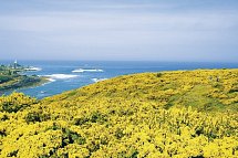 Liebliches Inselparadies Jersey - Blütenpracht