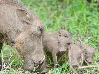Südafrika à la carte - Kleingruppenreise - Warzenschweine im Hluhluwe-iMfolozi-Park