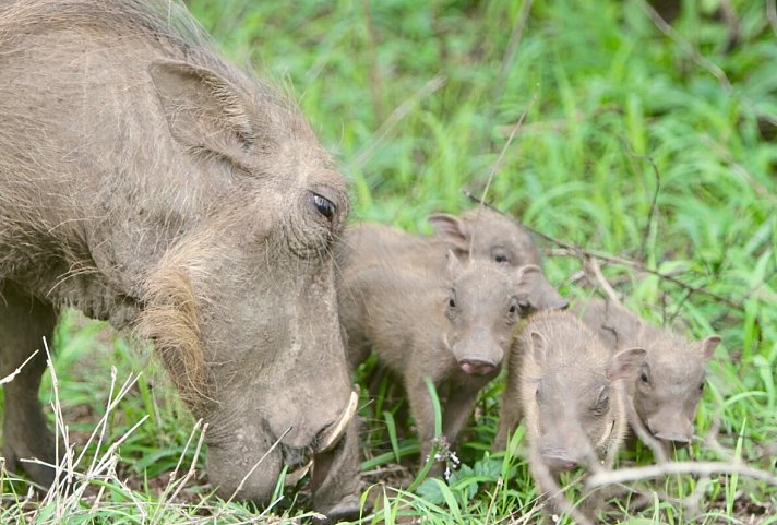 Südafrika à la carte - Kleingruppenreise - Warzenschweine im Hluhluwe-iMfolozi-Park