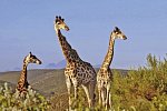 Südafrika à la carte - Kleingruppenreise