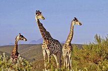 Südafrika à la carte - Kleingruppenreise