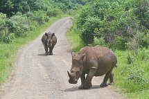 Südafrika à la carte - Kleingruppenreise - Nashörner im Hluhluwe-iMfolozi-Park