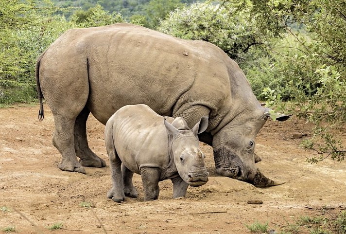Stippvisite Südafrika – Kleingruppenreise - Nashörner im Krüger Nationalpark