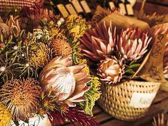 Stippvisite Südafrika – Kleingruppenreise - Protea