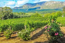 Die Highlights Südafrikas erleben - Weinberg bei Stellenbosch