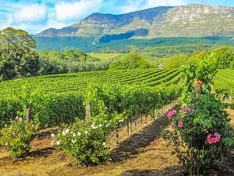 Die Highlights Südafrikas erleben - Weinberg bei Stellenbosch