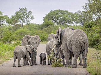 Die Highlights Südafrikas erleben - Elefantenherde im Krüger Nationalpark