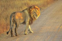 Die Highlights Südafrikas erleben - Löwe im Krüger Nationalpark